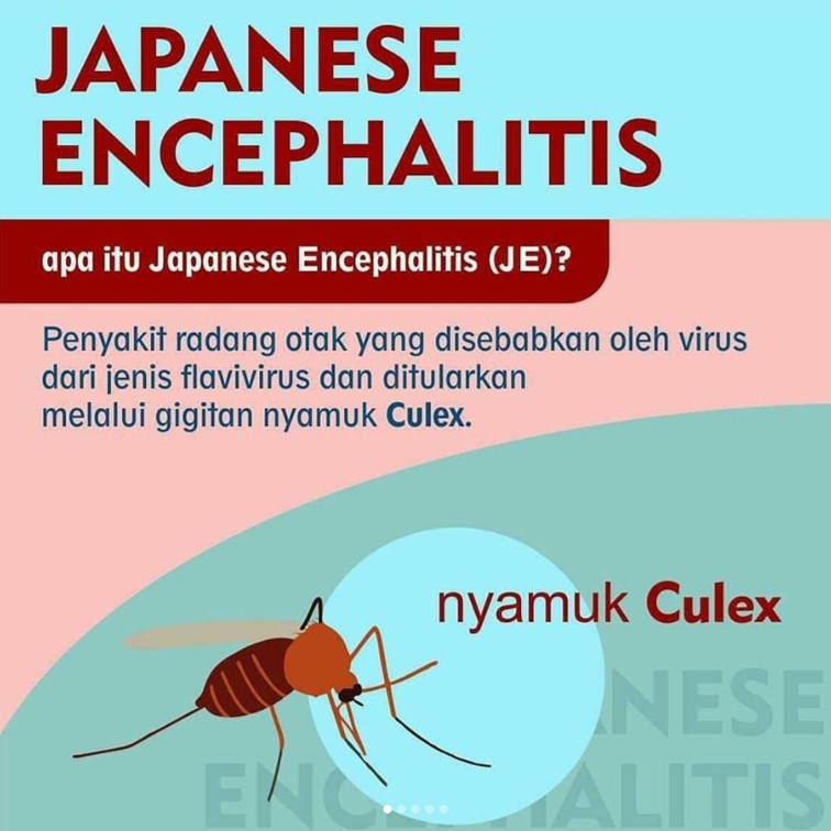 YANG PERLU ANDA KETAHUI TENTANG JAPANESE ENCHEPALITIS 